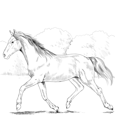 Holsteiner Horse Coloring Page